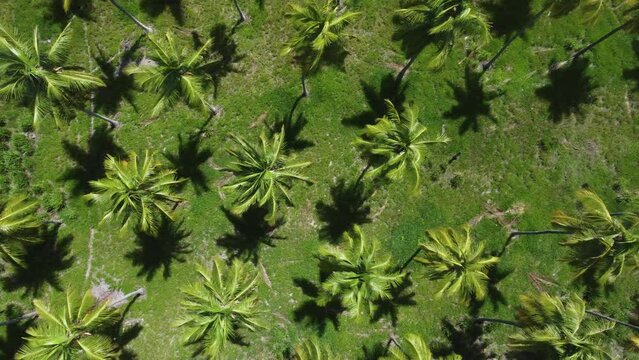 Vis&atilde;o a&eacute;rea de coqueiros na praia do Gunga, Alagoas