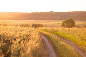 A country road in a field at dawn - 775206245