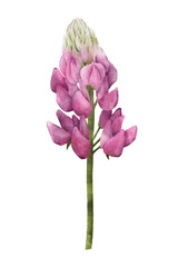 Pink lupine flower watercolor illustration isolated on transparent background for botanical stickers, compositions, wedding invitations, packaging, cards, labels, textile prints etc.