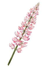 Pink lupine flower watercolor illustration isolated on transparent background for botanical stickers, compositions, wedding invitations, packaging, cards, labels, textile prints etc.