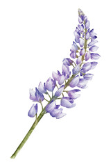 Blue lupine flower watercolor illustration isolated on transparent background for botanical stickers, compositions, wedding invitations, packaging, cards, labels, textile prints etc.