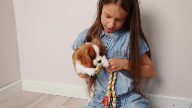 Cute Cavalier King Charles Spaniel puppy plays with his owner girl, bites soft rope, tries to take it away, indoors. Puppy plays with toy. Concept of friendship between humans and animals, care.Rapid