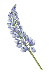 Blue lupine flower watercolor illustration isolated on transparent background for botanical stickers, compositions, wedding invitations, packaging, cards, labels, textile prints etc.