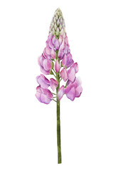 Pink lupine flower watercolor illustration isolated on transparent background for botanical stickers, compositions, wedding invitations, packaging, cards, labels, textile prints etc.