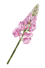 Pink lupine flower watercolor illustration isolated on transparent background for botanical stickers, compositions, wedding invitations, packaging, cards, labels, textile prints etc.