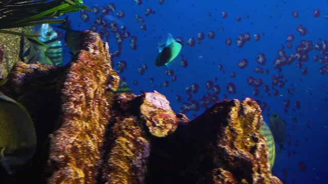 Sea Aquarium with plants and tropical colorful fishes
