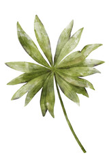 Lupine flower colorful green leaf watercolor illustration isolated on transparent background for botanical stickers, compositions, wedding invitations, packaging, cards, labels, textile prints etc.