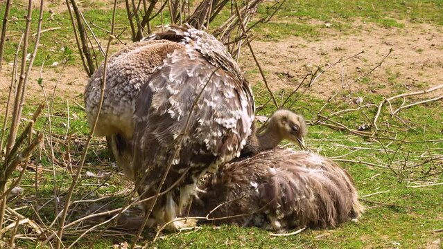 Close up view of flightless  Rhea or Nandu birds mating on a meadow between bushes on a sunny day	