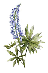 Blue lupine flower with green leaves watercolor illustration isolated on transparent background for botanical stickers, compositions, wedding invitations, packaging, cards, labels, textile prints etc.