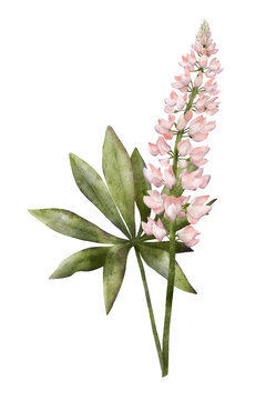 Pink lupine flower with green leaves watercolor illustration isolated on transparent background for botanical stickers, compositions, wedding invitations, packaging, cards, labels, textile prints etc.