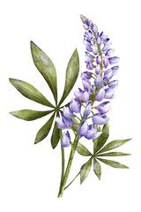 Blue lupine flower with green leaves watercolor illustration isolated on transparent background for botanical stickers, compositions, wedding invitations, packaging, cards, labels, textile prints etc.