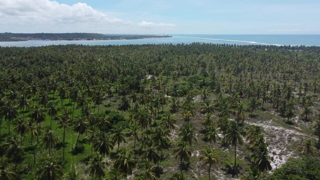 Vis&atilde;o a&eacute;rea de um coqueiral na praia do Gunga, Alagoas