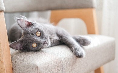 A small gray cat lies on a chair and looks at the camera