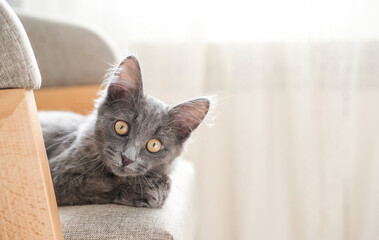 Portrait of a cute gray kitten sitting on a chair and looking at the camera