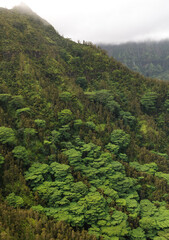 Aerial view of Waimea Canyon, Kauai, Hawaii - 775210458