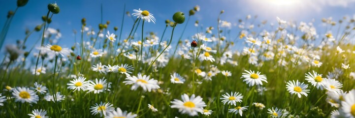 Green grass, natural environment, ladybug, white flowers, daisy flower, blue sky, cinematic
