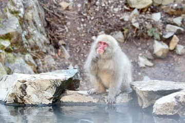 monkey in a hot spring