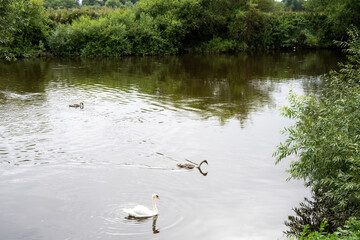 Swan and cygnets on the river Wye in summer, Herefordshire, England
