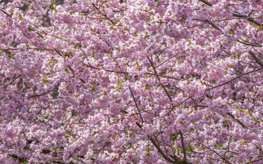 Prächtige Kirschblüte im Frühling in München, Bayern, Deutschland - 775215064