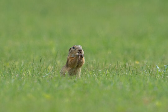 Ziesel (Spermophilus) steht in Blumenwiese, beim Fressen Z&auml;hne erkennbar