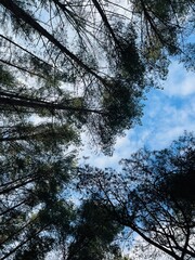 fir trees tops in the sky 