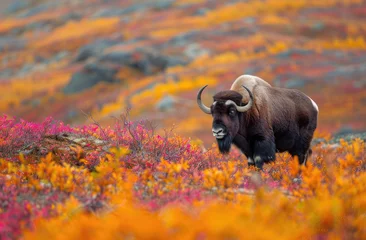 Papier Peint photo autocollant Parc national du Cap Le Grand, Australie occidentale A musk ox surrounded by vibrant autumn colors of orange and red on the tundra ground nearby the coastal Boltzree National Park