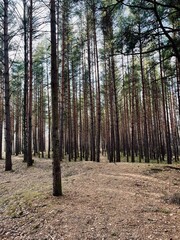 Natural forest background, fir trees, moss on the ground, fairy tail 