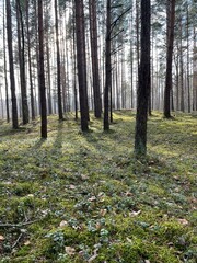 Natural forest background, fir trees, moss on the ground, fairy tail 