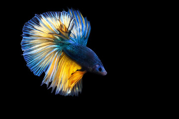 Betta fish with its wonderful colors. Black background. Betta splendens.