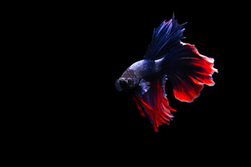 Obraz premium Betta fish with its wonderful colors. Black background. Betta splendens.