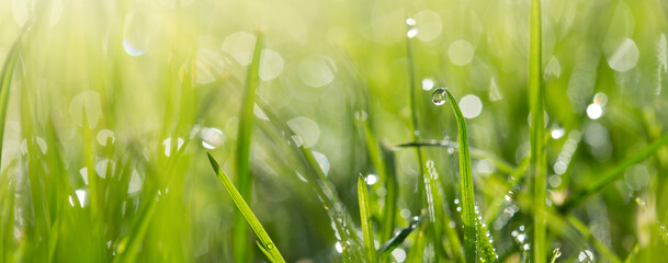 Fresh green grass with dew drops close up. - 775223005
