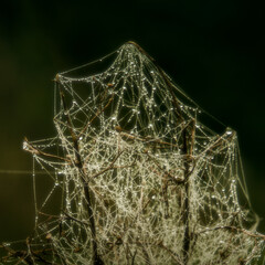 wet cobweb in dew in a field