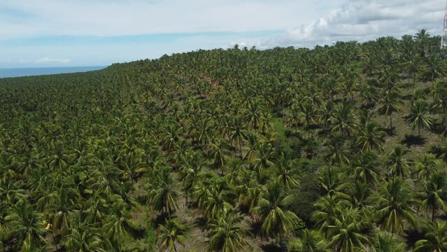 Coqueiral pr&oacute;ximo a praia do gunga, alagoas, brasil