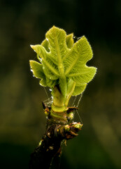 detail of fig tree with small fruits growing