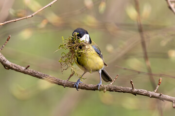 Great tit nesting with moss in mouth sitting on a perch © Andreas Bergerstedt