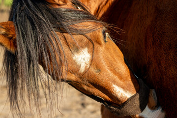 horse scratching itch head close-up