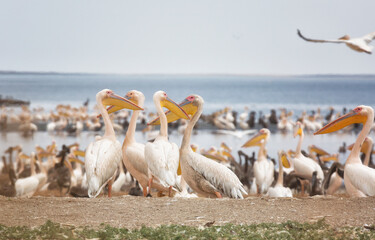 Pink pelicans with chicks on the shore of Lake Manich-Gudilo in Kalmykia, Russia - 775228407