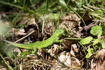 Naklejka na ściany i meble small green lizard in the grass