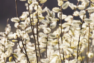 Branches of a blooming willow illuminated by the sun. Close-up