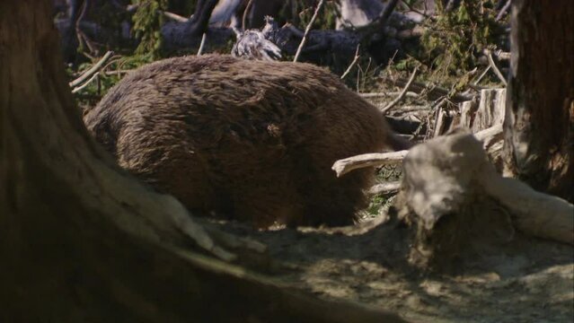 wild boar at a wallow in the forest in spring