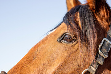 Horse eye close-up detail 