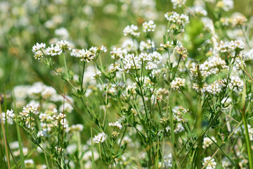 White wild flowers summer field. White clover flowers field