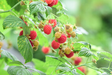Fresh red raspberries on a branch in the garden. Red raspberries closeup