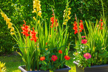 Beautiful View Garden Gladioli