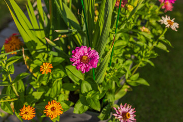 Сlose-up view of a colorful aster flowers  flowers on a bright sunny day.