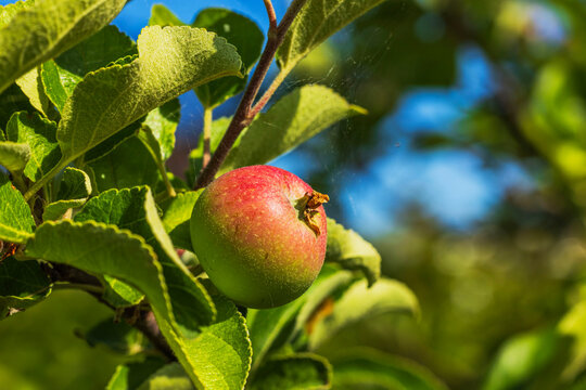 Close-up view of a red apple on an apple tree branch against a backdrop of cobwebs.