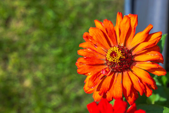 Close up view of orange Zinnia elegans flower against a blurred green background.