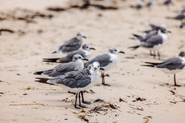 Beautiful view of seagulls gathered along the sandy shoreline of Miami Beach. 