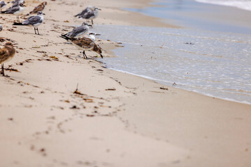 Close-up view of a flock of seagulls on a sandy beach of the Atlantic Ocean. USA.