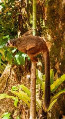 Obraz premium Lemur in tree